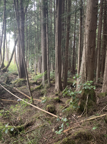 Forest Walk Tuesdays
